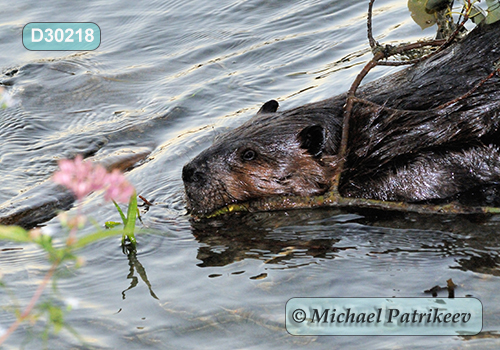 North American Beaver (Castor canadensis)